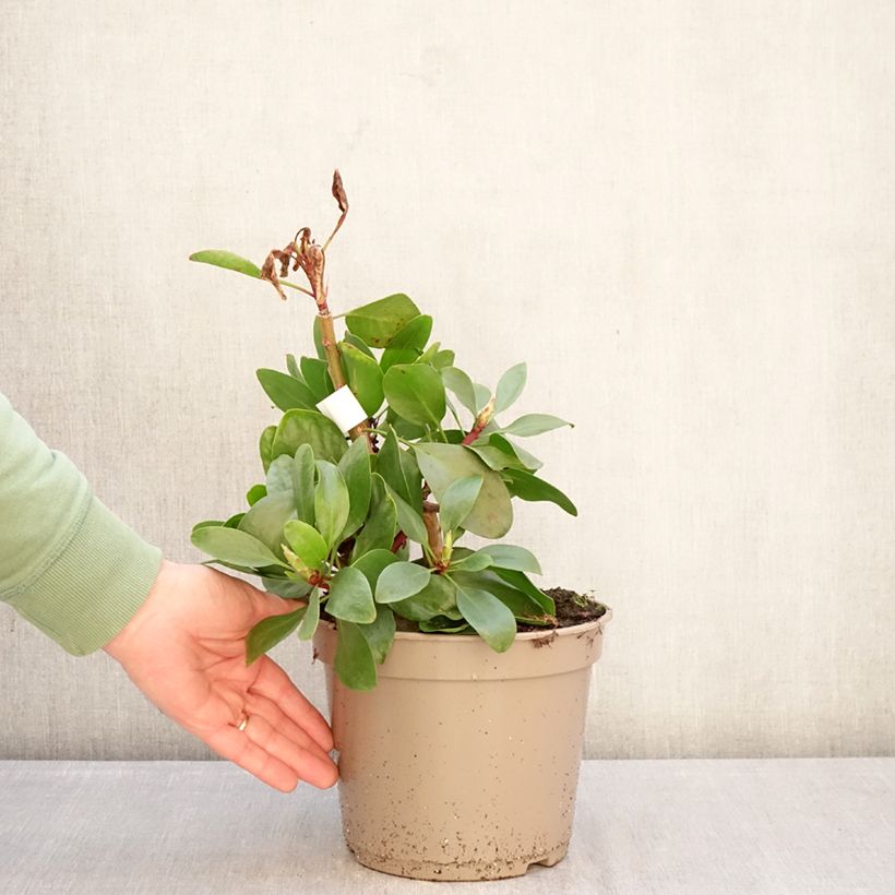 Example of Protea cynaroides - Koningsprotea Pot van 4 l/5 l as you get in hiver