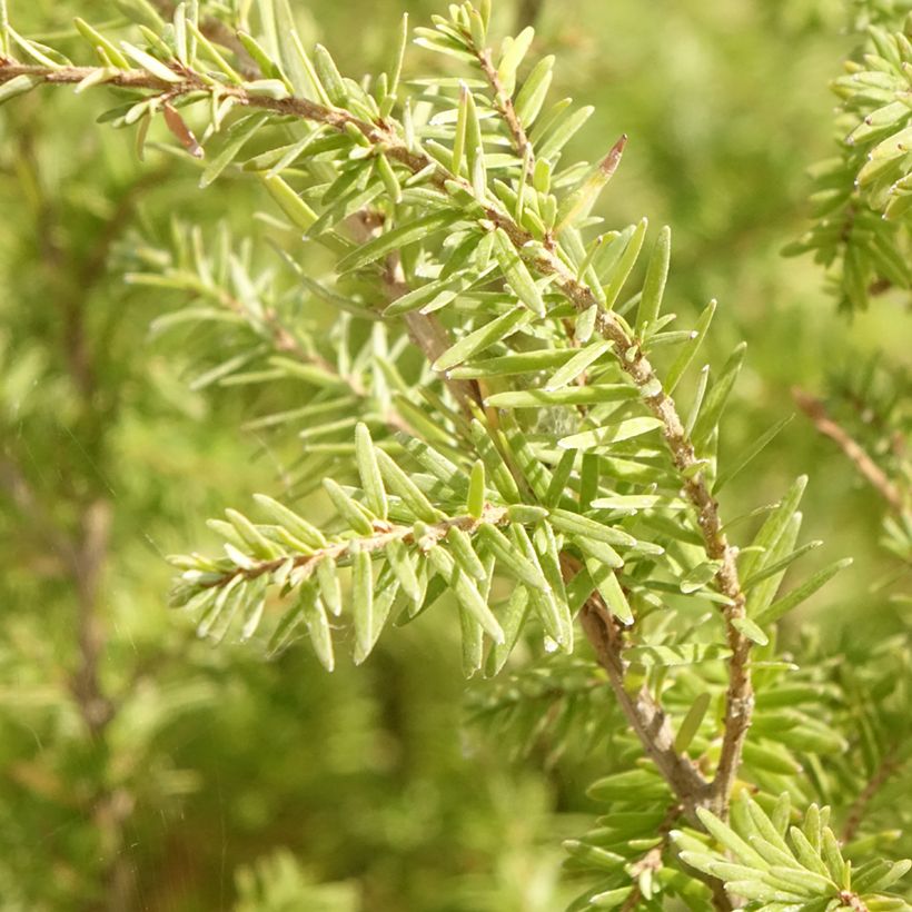 Tsuga heterophylla - Westelijke hemlockspar (Blad)