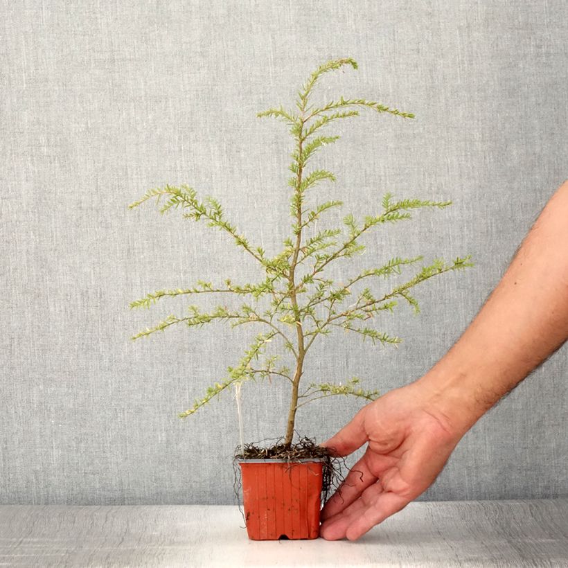 Exemplaar van Tsuga heterophylla - Westelijke hemlockspar Kweekpotje van 8/9 cm zoals geleverd in de zomer