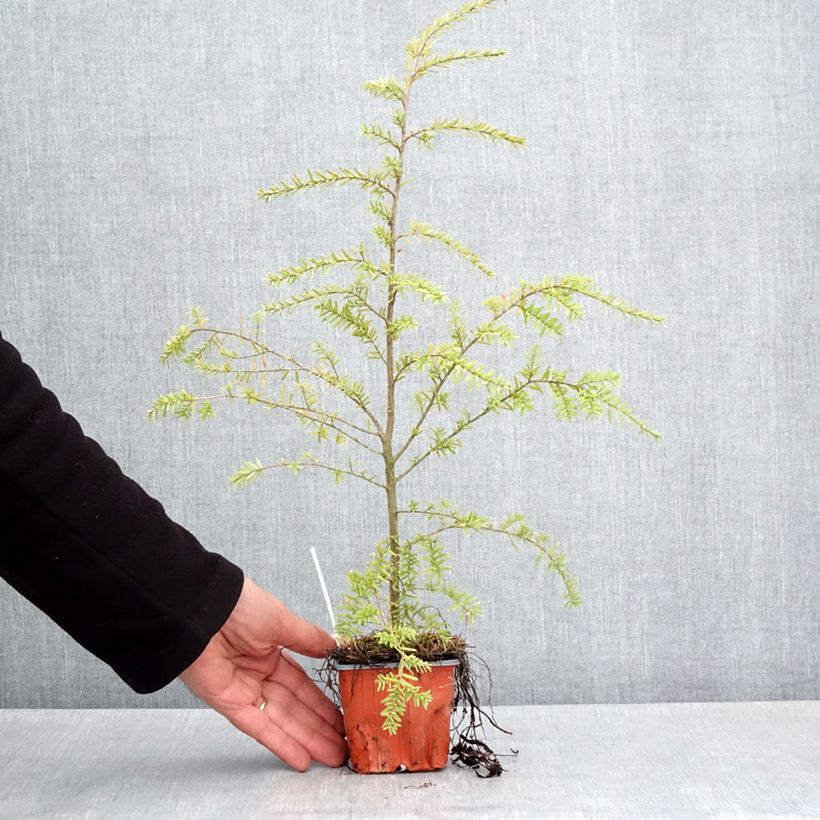 Example of Tsuga heterophylla - Westelijke hemlockspar Kweekpotje van 8/9 cm as you get in printemps