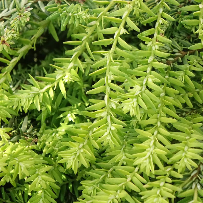Tsuga canadensis Nana - Oostelijke hemlockspar (Blad)