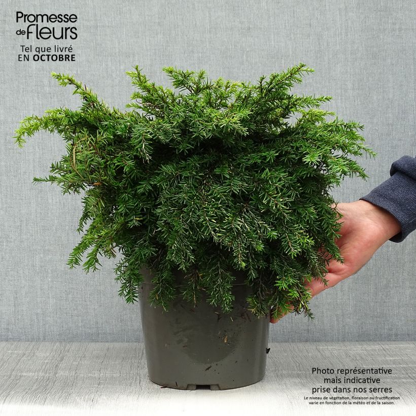 Exemplaar van Tsuga canadensis Nana - Oostelijke hemlockspar Pot van 3 l/4 l zoals geleverd in de herfst