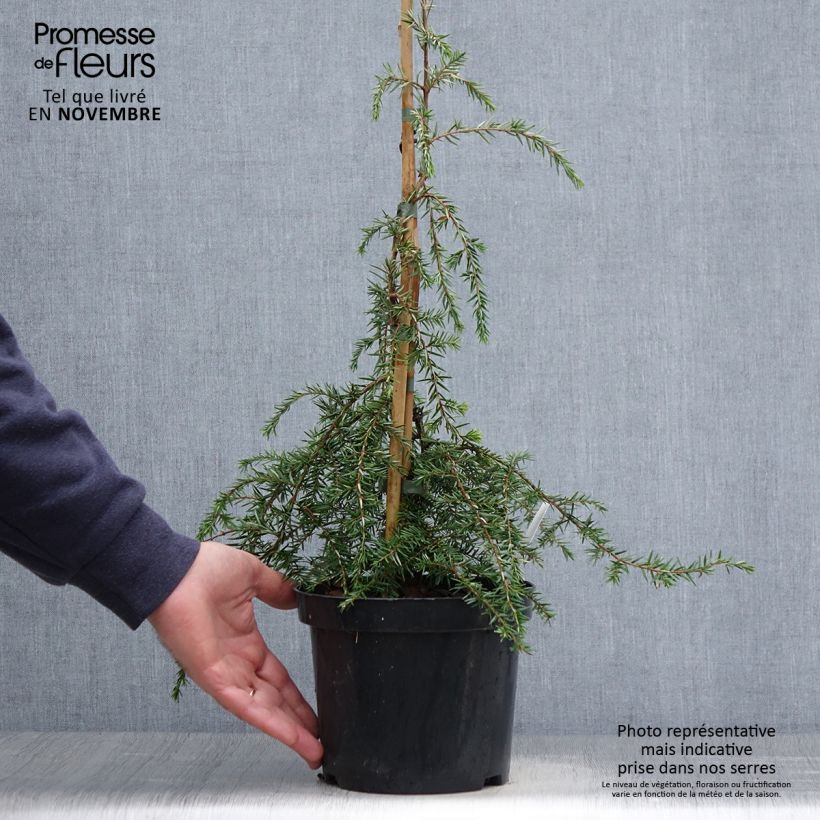 Exemplaar van Tsuga canadensis Pendula - Oostelijke hemlockspar Pot van 2 l/3 l zoals geleverd in de herfst
