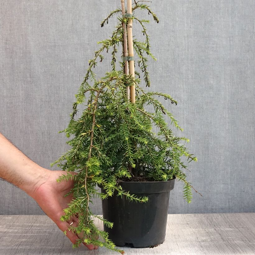 Exemplaar van Tsuga canadensis Pendula - Oostelijke hemlockspar Pot van 2 l/3 l zoals geleverd in de zomer