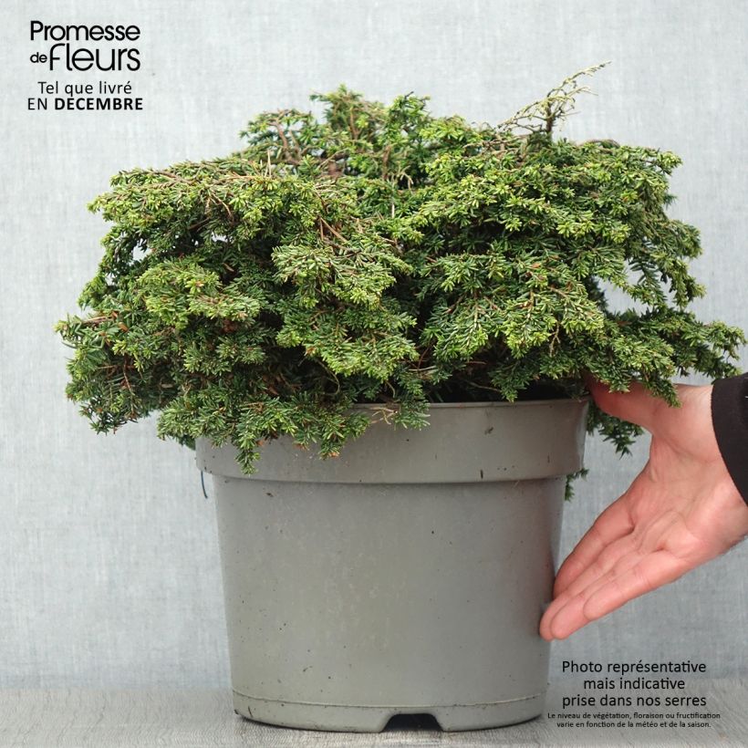 Exemplaar van Tsuga canadensis Popeleski - Oostelijke hemlockspar Pot van 7,5 l/10 l zoals geleverd in de herfst