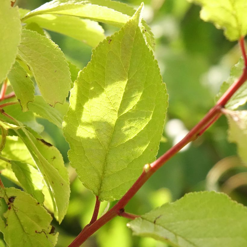 Pruim Hauszwetsche (Blad)