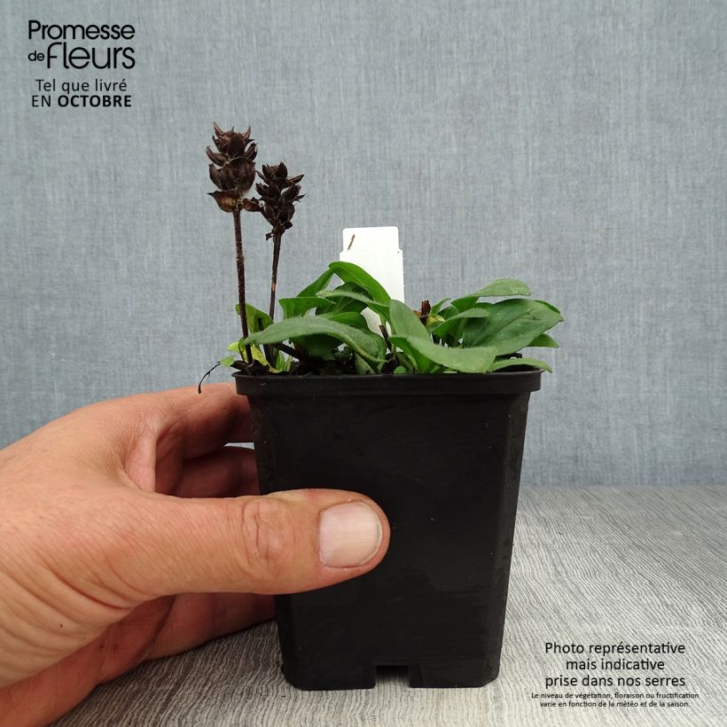 Exemplaar van Prunella grandiflora Pink Loveliness - Brunel Kweekpotje van 8/9 cm zoals geleverd in de herfst