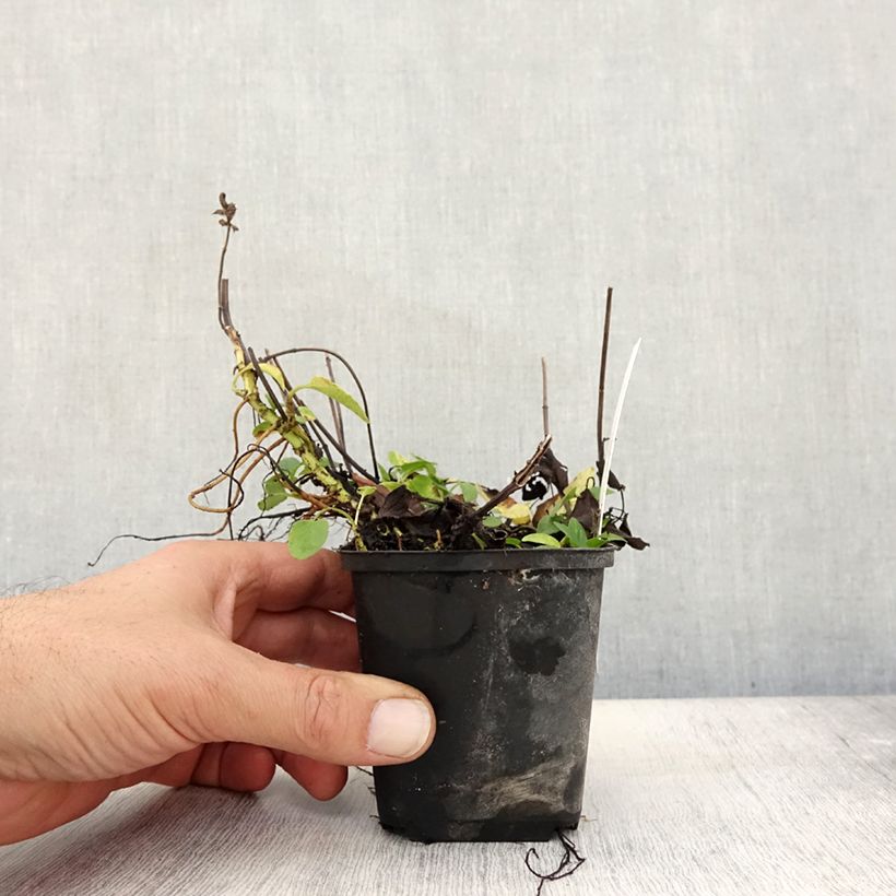 Exemplaar van Prunella grandiflora Wit Loveliness - Brunel Kweekpotje van 8/9 cm zoals geleverd in de herfst