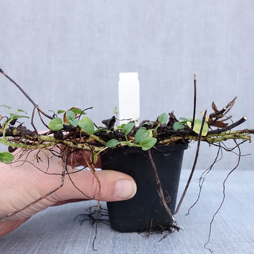 Exemplaar van Prunella grandiflora Wit Loveliness - Brunel Kweekpotje van 8/9 cm zoals geleverd in de winter