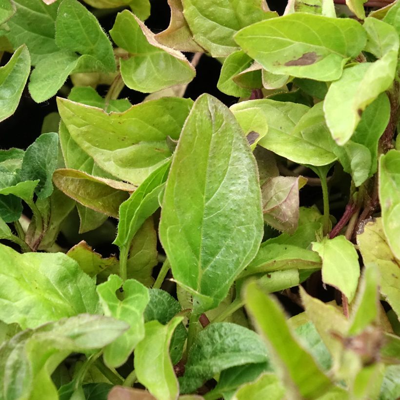 Prunella vulgaris - Brunel (Blad)
