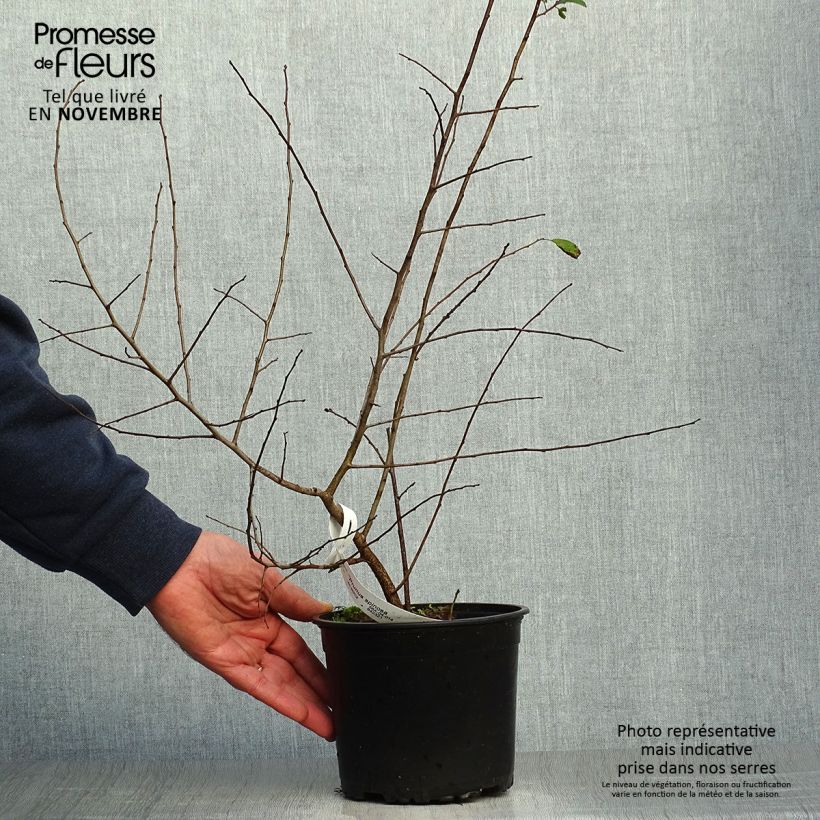 Exemplaar van Prunus spinosa - Sleedoorn Pot van 2 l/3 l zoals geleverd in de herfst
