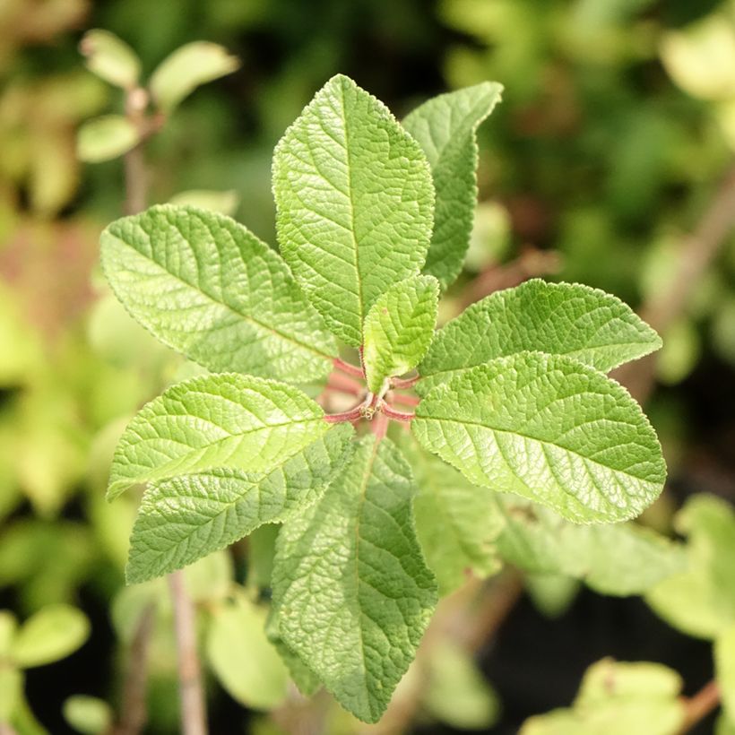 Prunus spinosa - Sleedoorn (Blad)