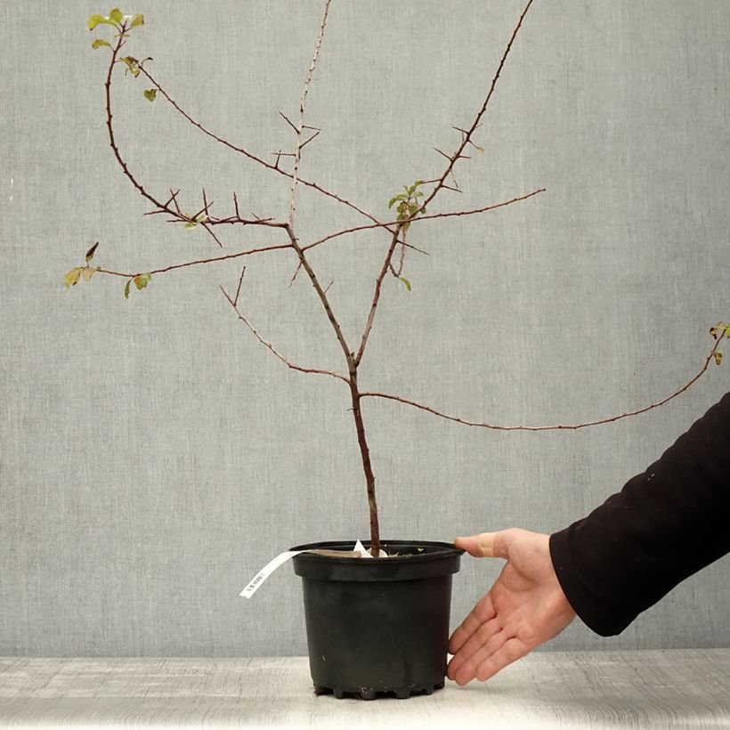 Exemplaar van Prunus spinosa - Sleedoorn Pot van 3 l/4 l zoals geleverd in de herfst