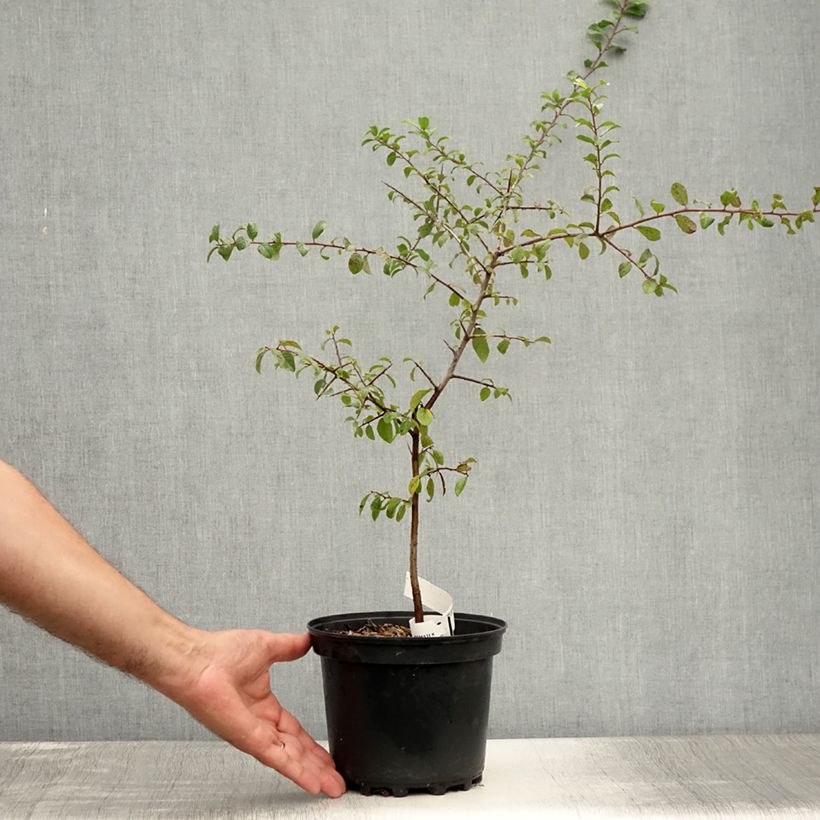 Exemplaar van Prunus spinosa - Sleedoorn Pot van 3 l/4 l zoals geleverd in de zomer