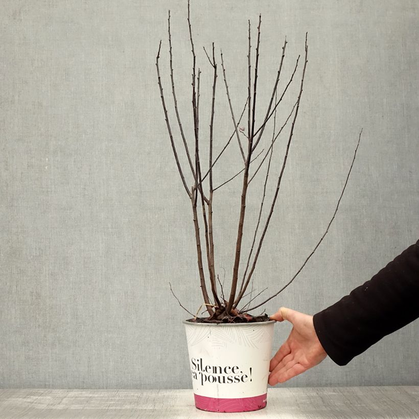 Exemplaar van Prunier à fleurs - Prunus cerasifera Nigra Pot de 3L/4L, Buisson, Touffe zoals geleverd in de herfst