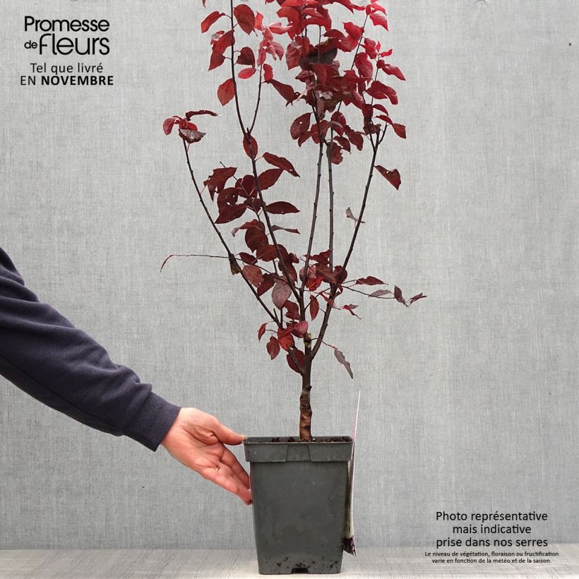 Exemplaar van Prunus cerasifera Nigra - Kerspruim Pot van 4 l/5 l, Stengel zoals geleverd in de herfst
