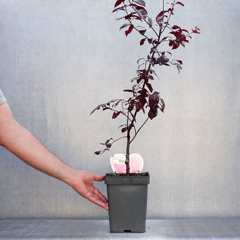 Exemplaar van Prunus cerasifera Nigra - Kerspruim Pot van 4 l/5 l, Stengel zoals geleverd in de zomer
