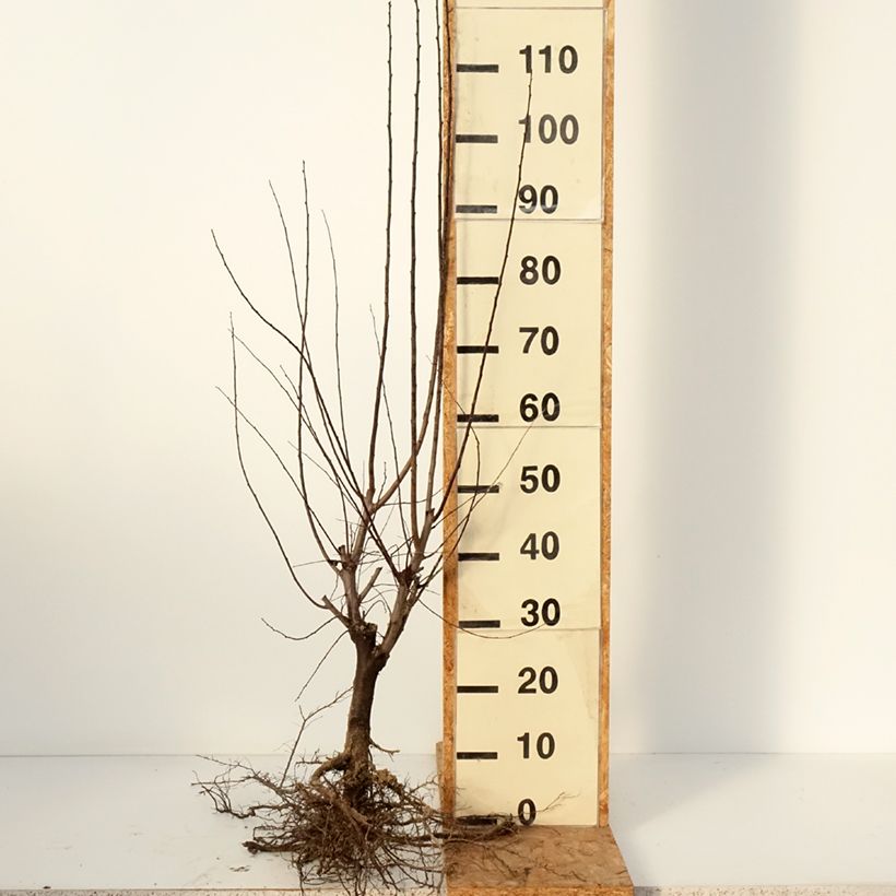 Exemplaar van Prunus cerasifera Nigra - Kerspruim Naakte wortel, Struik zoals geleverd in de winter