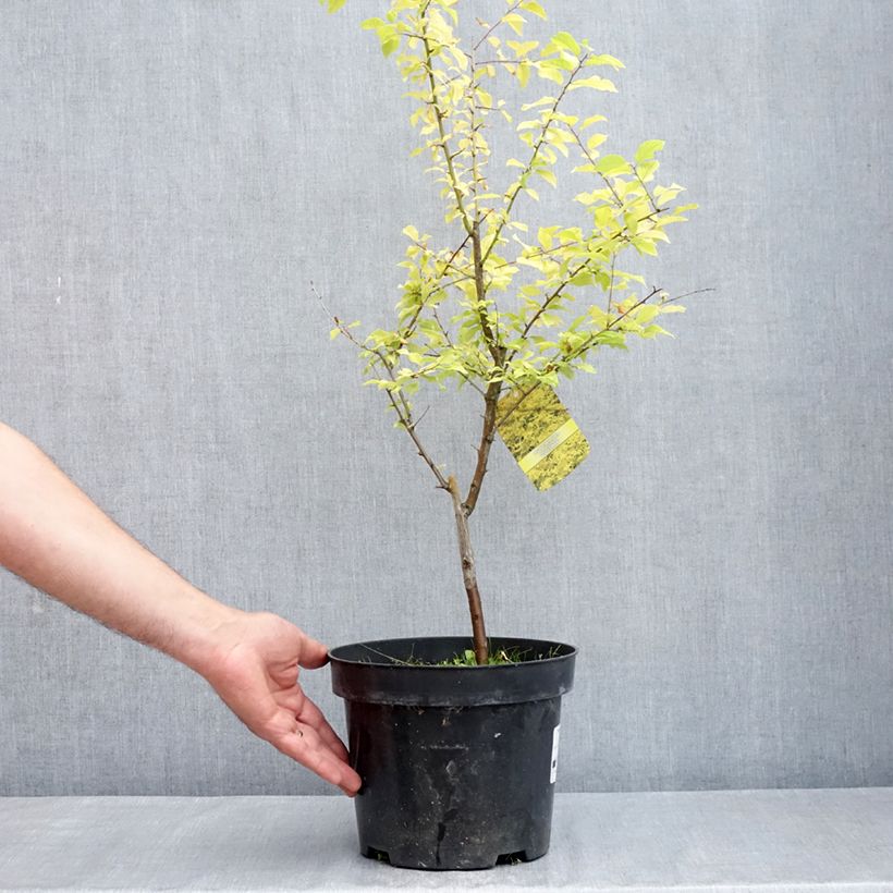 Exemplaar van Prunier à fleurs - Prunus cerasifera Złoty Obłok Pot van 4 l/5 l zoals geleverd in de lente