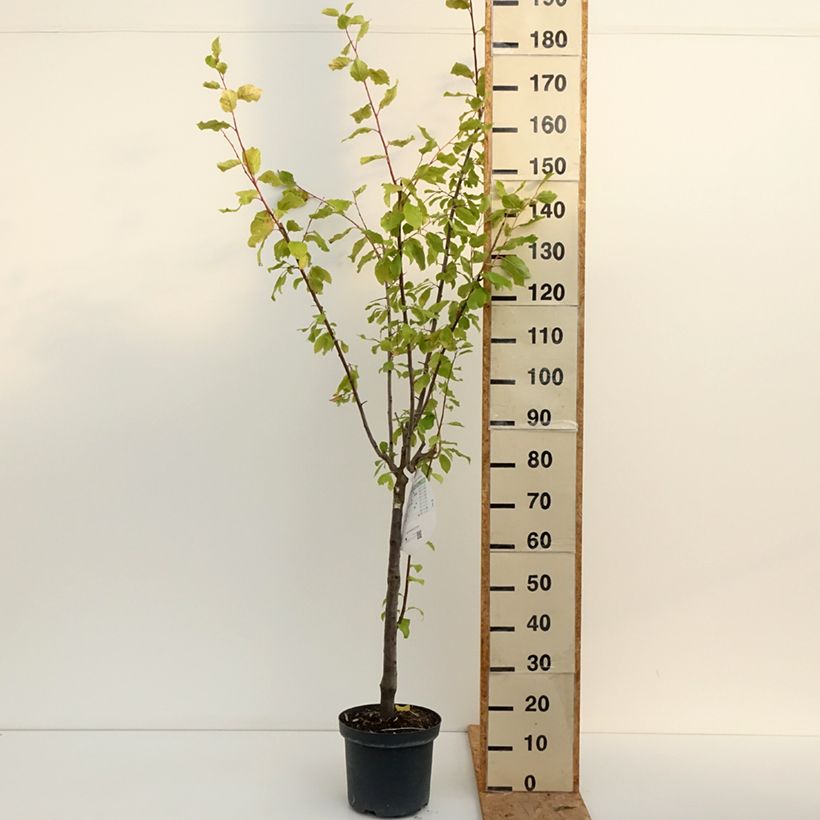 Exemplaar van Pruim Altesse Double Pot van 7,5 l/10 l, Kelkvormig zoals geleverd in de zomer