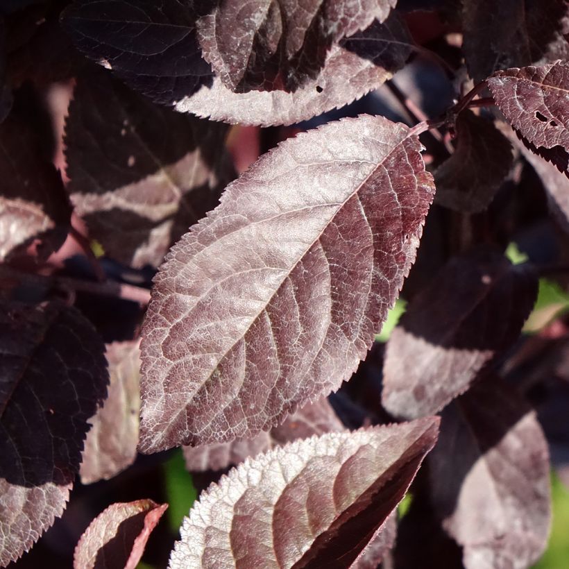 Prunus cerasifera Hollywood - Kerspruim (Blad)