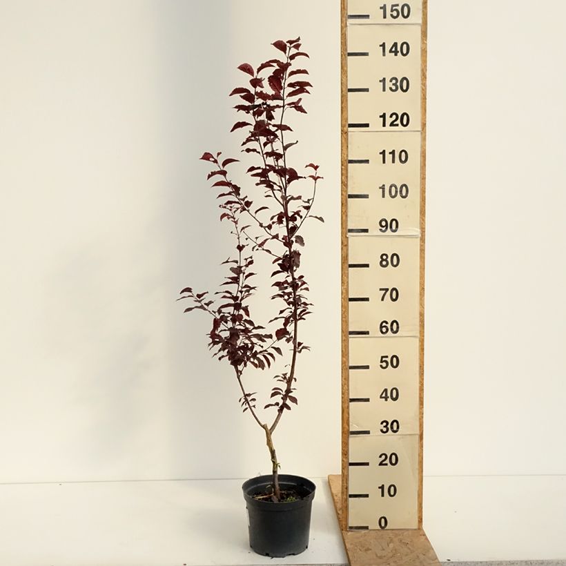 Exemplaar van Prunus cerasifera Hollywood - Kerspruim Pot van 4 l/5 l zoals geleverd in de zomer
