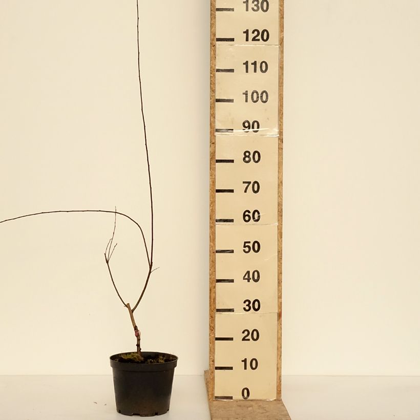 Exemplaar van Prunus cerasifera Hollywood - Kerspruim Pot van 4 l/5 l zoals geleverd in de winter