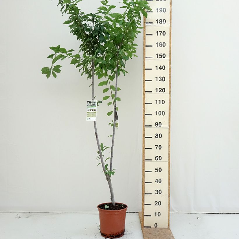 Exemplaar van Japanse pruim Black Amber Pot van 7,5 l/10 l zoals geleverd in de zomer