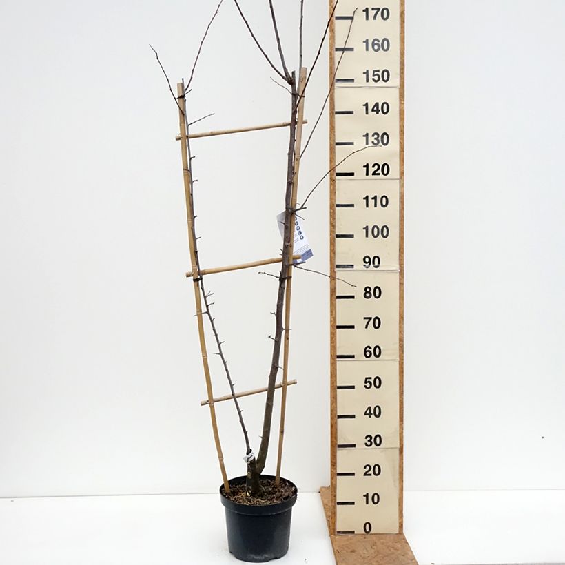 Exemplaar van Duo-pruimenboom Opal + Victoria Pot van 7,5 l/10 l, Enkel U-palmet zoals geleverd in de herfst
