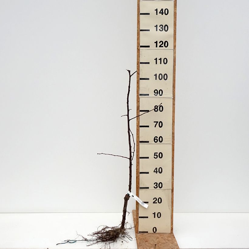 Example of Japanse pruim Black Amber BIO Naakte wortel, Onderstam as you get in hiver