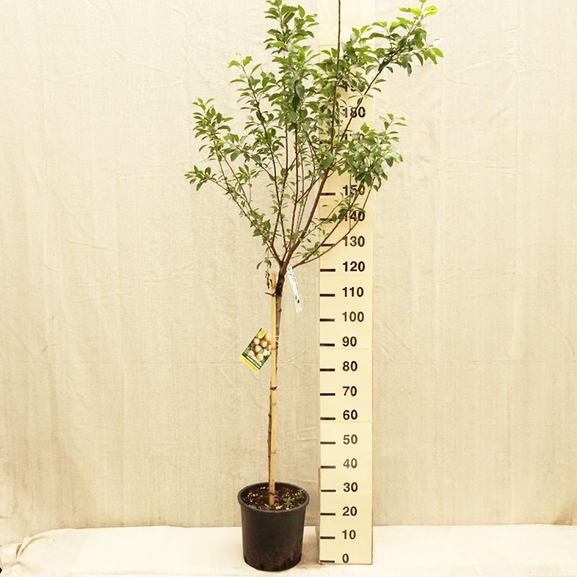 Exemplaar van Mirabelle van Nancy Pot van 7,5 l/10 l, Half-hoge stam zoals geleverd in de lente