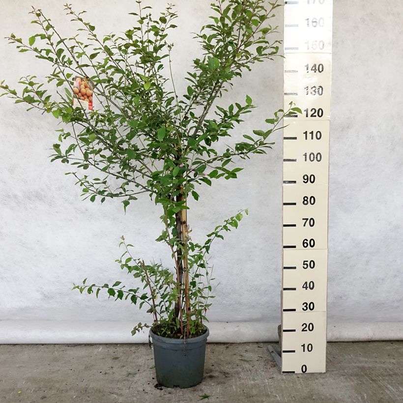 Exemplaar van Mirabelle van Nancy Pot van 7,5 l/10 l, Kelkvormig zoals geleverd in de zomer