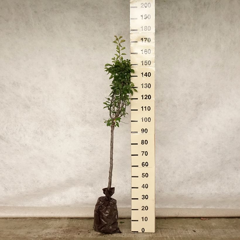 Exemplaar van Pruim Miraclaude Georges Delbard Plantklare kluit, Kelkvormig zoals geleverd in de zomer