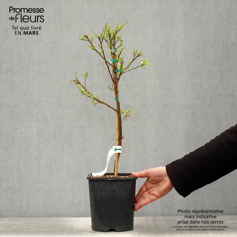 Example of Dwergpruim Fruit Me Plum Me (autofertiel) Pot van 4 l/5 l, Dwerg as you get in printemps