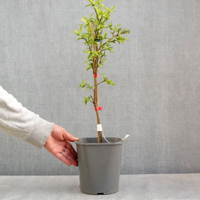 Exemplaar van Dwergpruim Fruit Me Plum Me Angeleno Pot van 4 l/5 l, Dwerg zoals geleverd in de lente