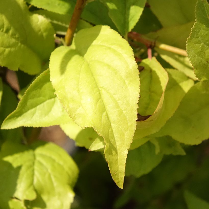 Dwergpruim Fruit Me Plum Me Angeleno (Blad)