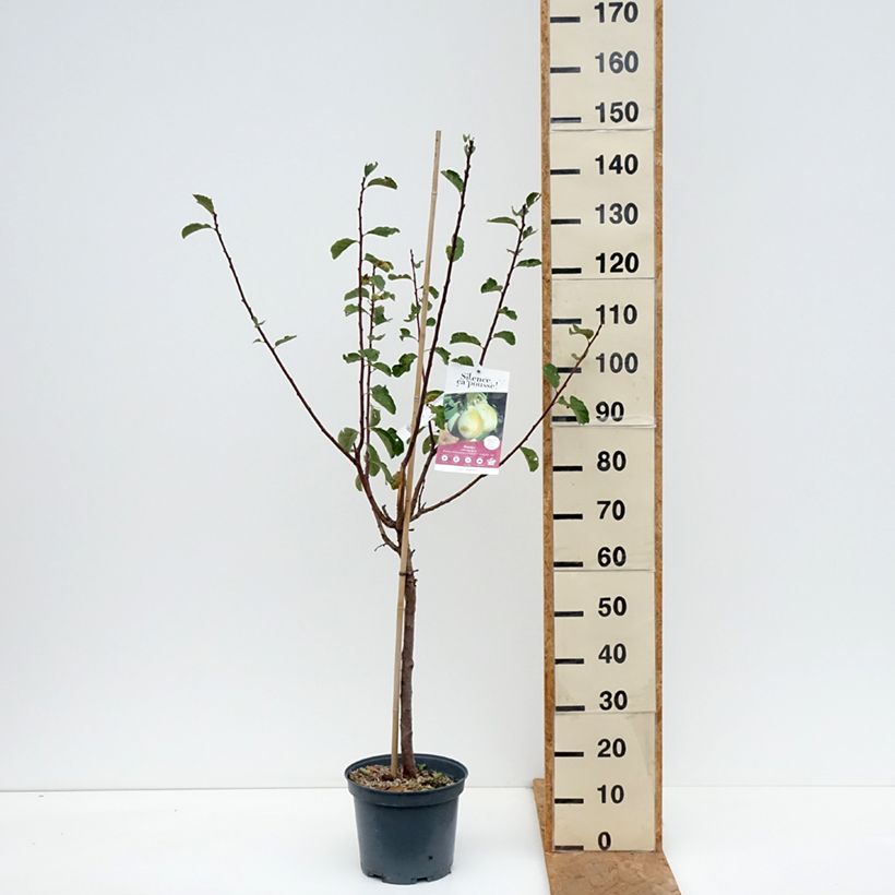 Exemplaar van Dwergpruim Goldust Pot van 6 l/7 l, Kwartstam zoals geleverd in de herfst