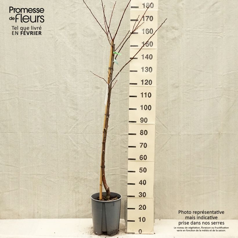 Exemplaar van Prunier Président Pot de 7,5L/10L, Demi-Tige zoals geleverd in de winter