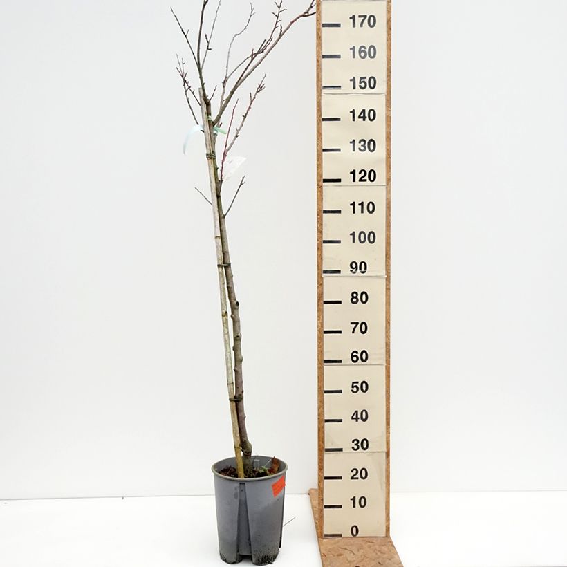 Exemplaar van Pruim President Pot van 7,5 l/10 l, Half-hoge stam zoals geleverd in de herfst