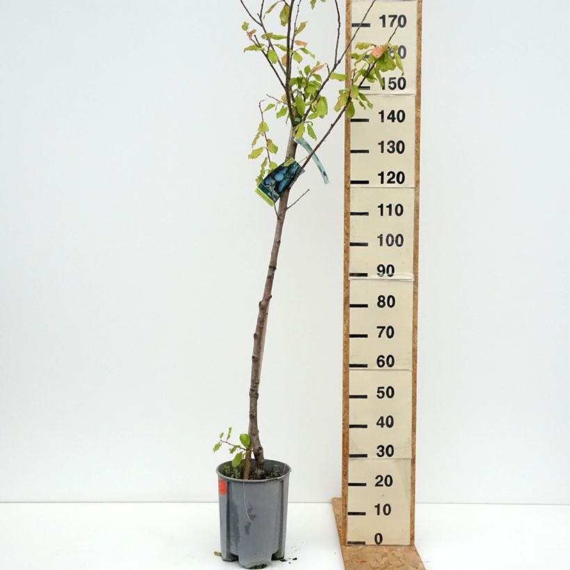Exemplaar van Pruim President Pot van 7,5 l/10 l, Half-hoge stam zoals geleverd in de zomer
