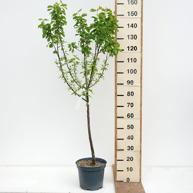Exemplaar van Pruim van Ente Pot van 7,5 l/10 l, Kelkvormig zoals geleverd in de lente
