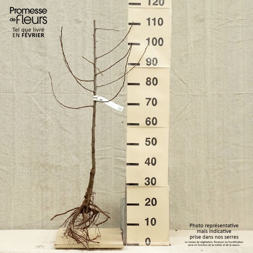 Example of Elzasser kwets BIO Naakte wortel, Onderstam as you get in hiver