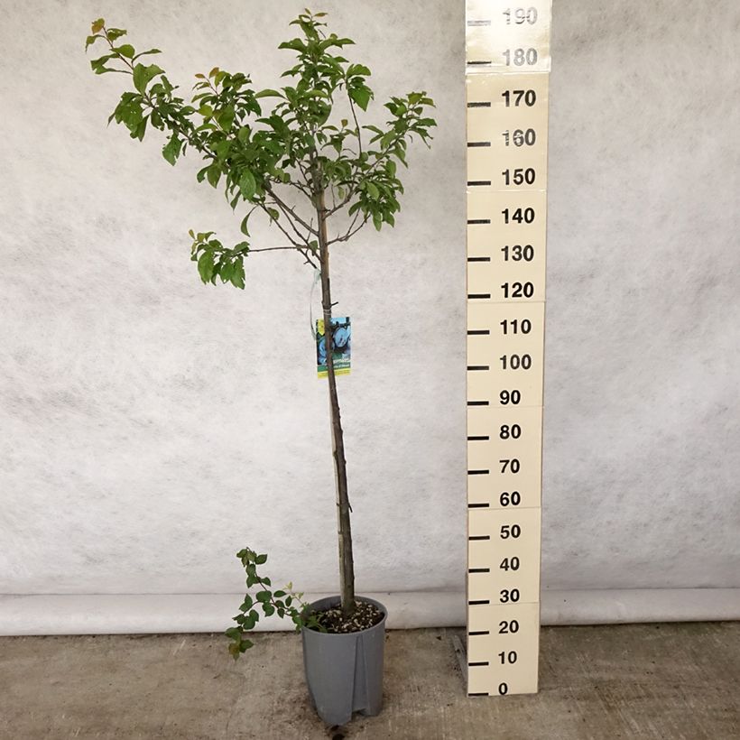 Exemplaar van Elzasser kwets Pot van 7,5 l/10 l, Half-hoge stam zoals geleverd in de zomer