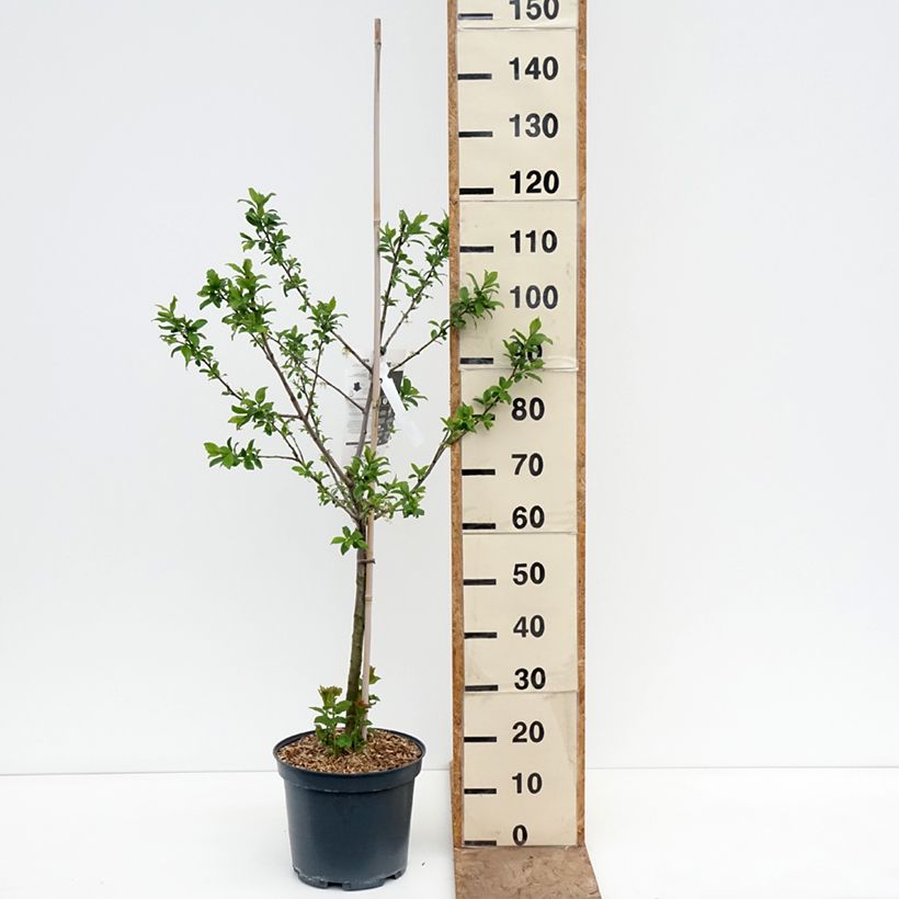 Exemplaar van Elzasser kwets Pot van 7,5 l/10 l, Kelkvormig zoals geleverd in de lente