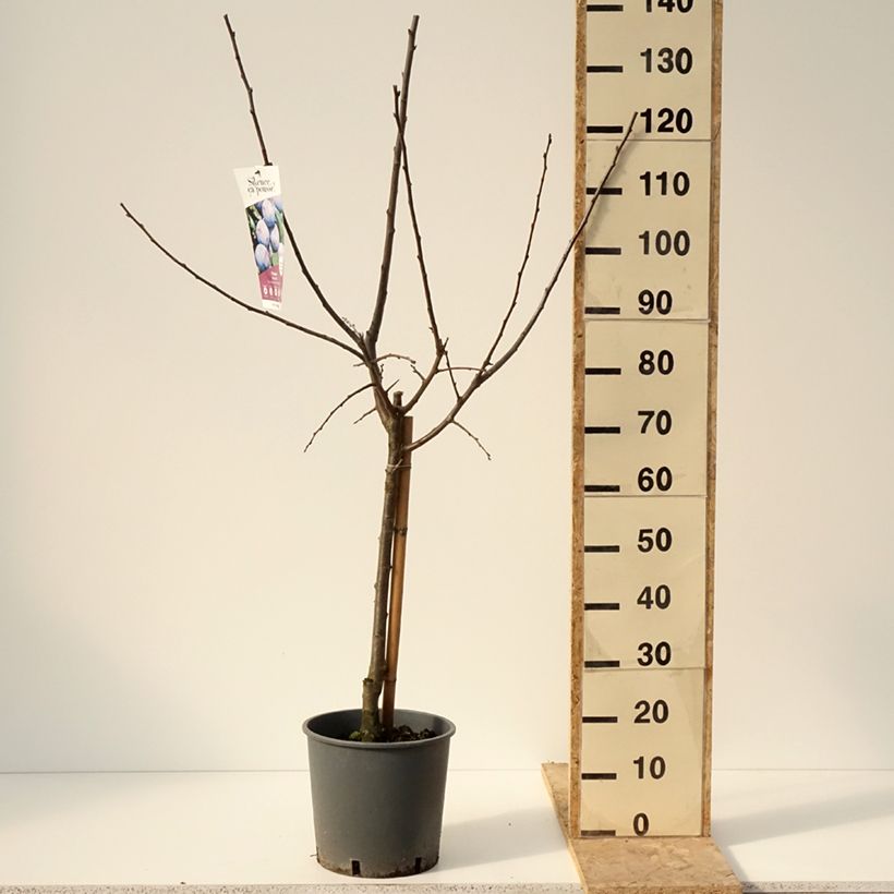 Exemplaar van Prunier Quetsche Stanley Pot de 7,5L/10L, Gobelet zoals geleverd in de winter