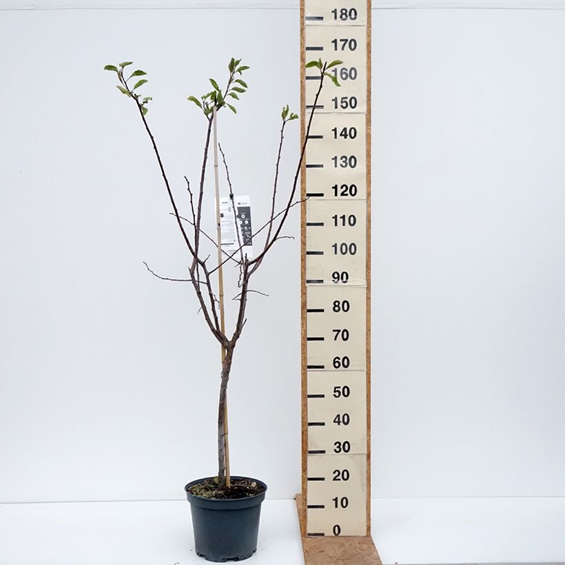 Exemplaar van Pruim Stanley Pot van 7,5 l/10 l, Kelkvormig zoals geleverd in de herfst