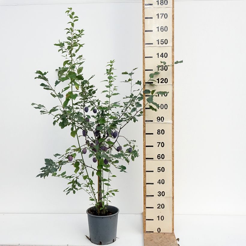 Exemplaar van Pruim Stanley Pot van 7,5 l/10 l, Kelkvormig zoals geleverd in de zomer