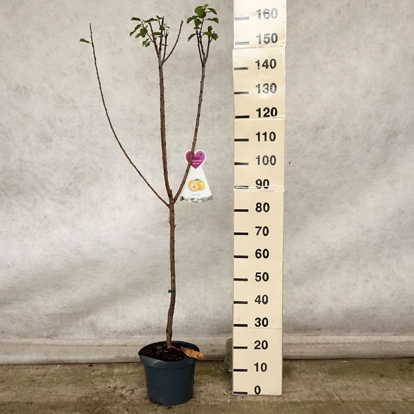 Exemplaar van Pruim Reine Claude d'Oullins Pot van 7,5 l/10 l, Kelkvormig zoals geleverd in de herfst