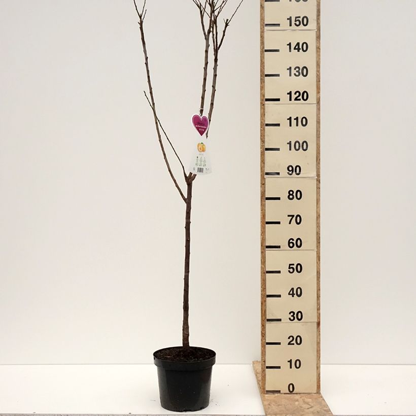 Exemplaar van Prunier Reine Claude d'Oullins  Pot de 7,5L/10L, Gobelet zoals geleverd in de winter