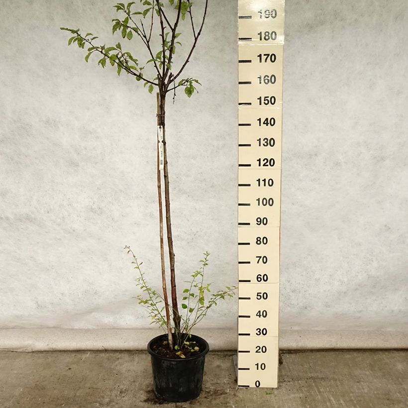 Exemplaar van Pruim Reine Claude de Bavay Pot van 12 l/15 l, Half-hoge stam zoals geleverd in de zomer